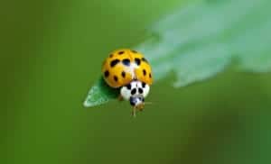 Asian lady beetle Asian lady beetle