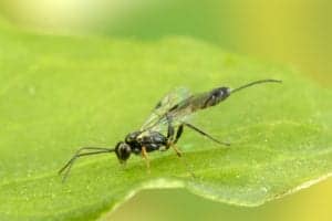 Parasitoid Wasp Parasitoid Wasp