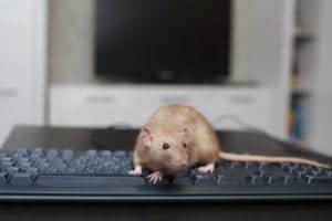 rat on keyboard rat on keyboard