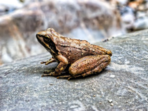 shutterstock 1529748152 The,Common,Frog,(rana,Temporaria),,Also,Known,As,The,European