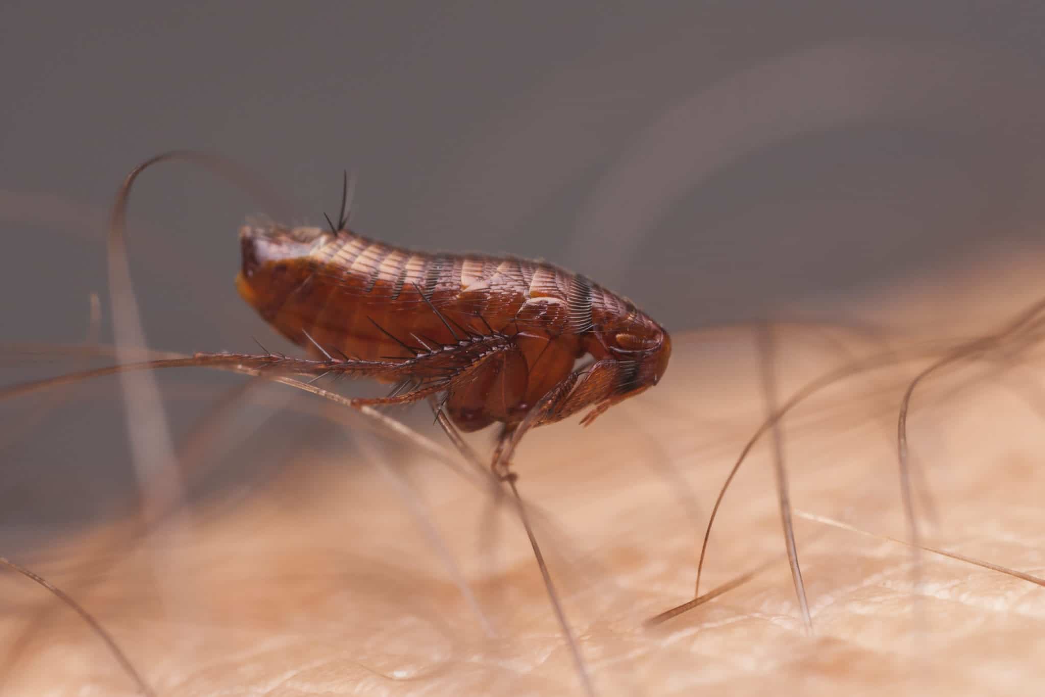 Interesting Flea Facts Pointe Pest Control Chicago Pest Control And 