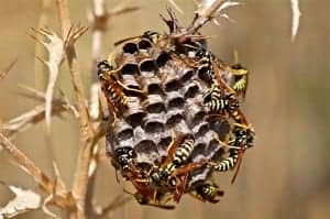 it wasp swarm 186661 960 720 it-wasp-swarm-186661_960_720