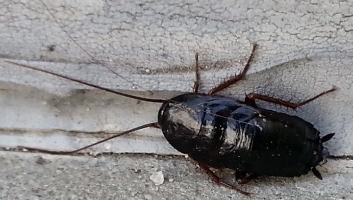 Are There Oriental Cockroaches in Chicago? | Pointe Pest Control