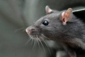 rat norway 2 rat norway 2