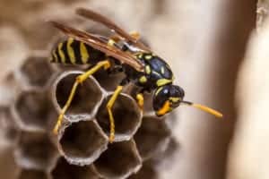 wasp 2 wasp 2