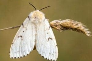 gypsy moth x gypsy-moth-x