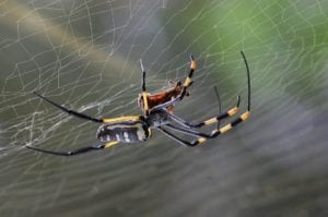 golden orb spider 281142 960 720 golden-orb-spider-281142_960_720