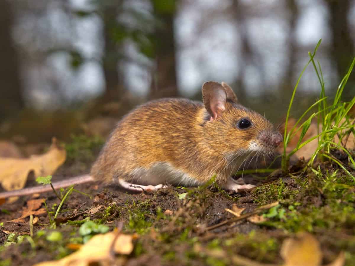 mouse in the forest - Pointe Pest Control | Chicago Pest Control and ...