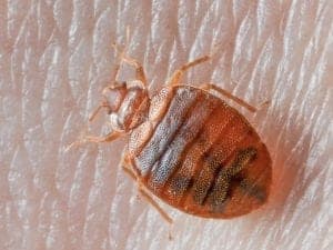 bed bug on skin bed-bug-on-skin