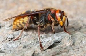 European hornet Close up view of giant hornet