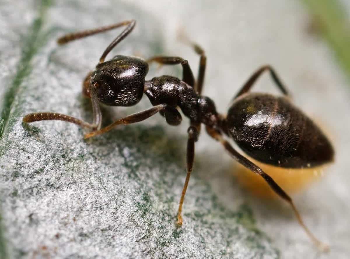 Odorous-Ant - Pointe Pest Control: Chicago Exterminator & Pest Control ...