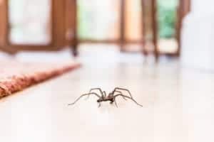 common house spider on the floor in a home royalty free image 1568322713 common-house-spider-on-the-floor-in-a-home-royalty-free-image-1568322713