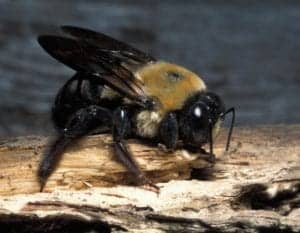 large carpenter bees large_carpenter_bees