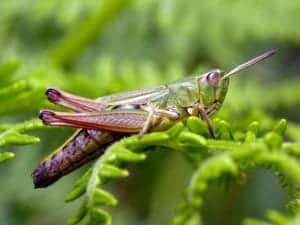 meadow grasshopper meadow-grasshopper