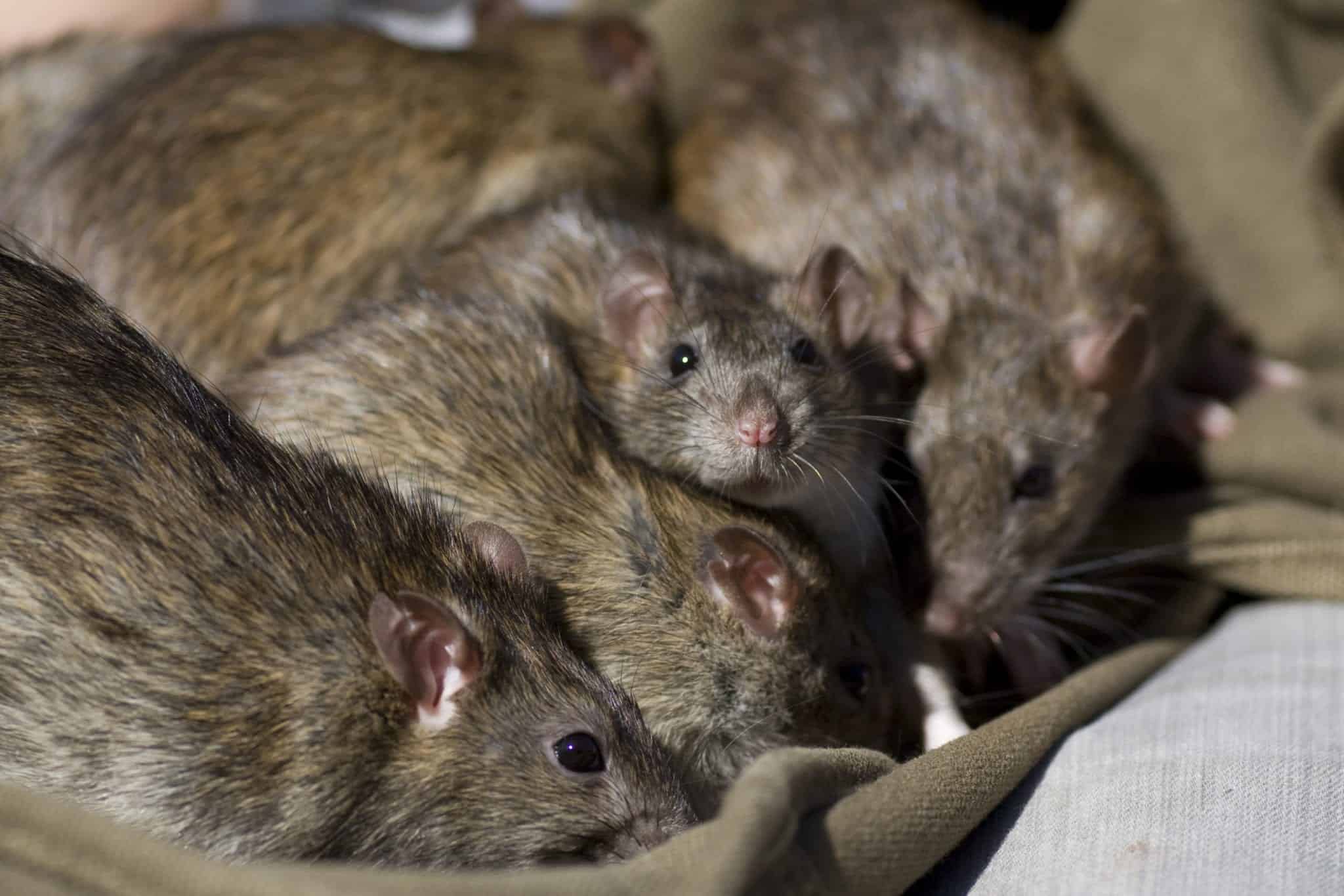 Why Rats Rule Cities - Pointe Pest Control: Chicago Exterminator & Pest 