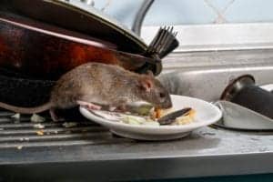 rat on dishes rat on dishes