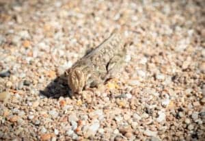 sand grasshopper sand grasshopper