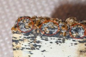 bed bug eggs bed bug eggs