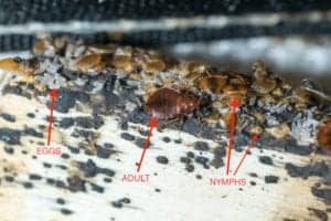 bed bug family 1 bed bug family