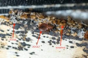 bed bug family bed bug family