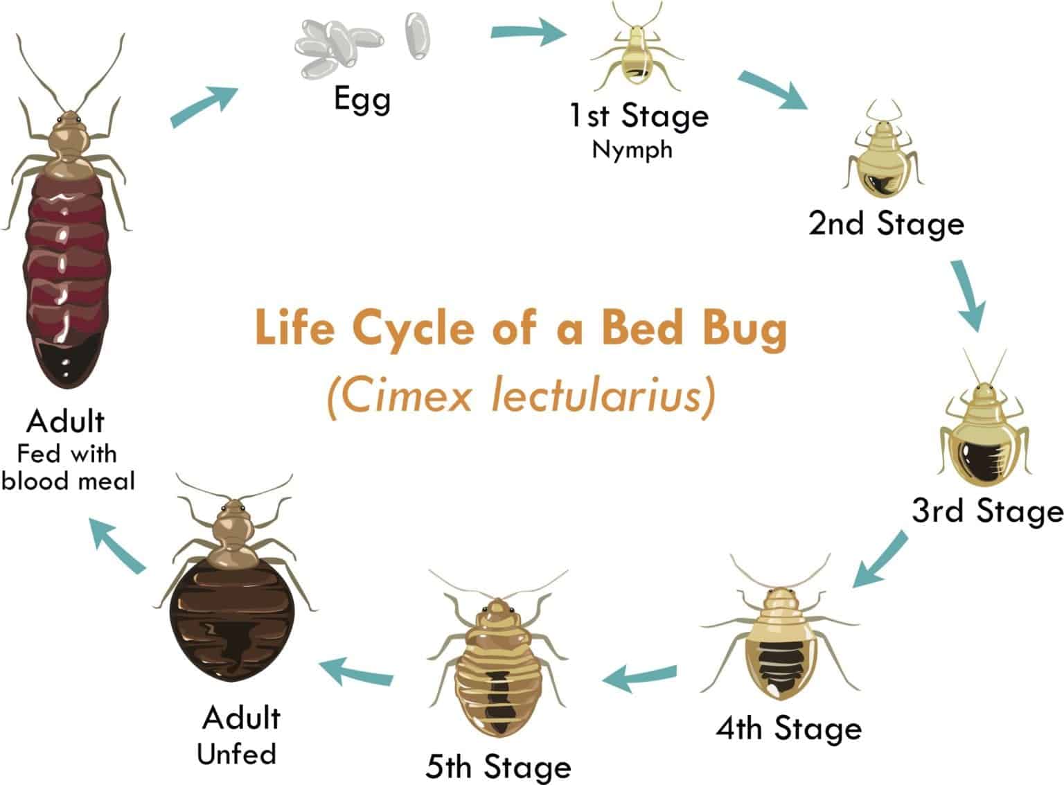 bed bug life cycle Pointe Pest Control Chicago Pest Control and