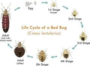 bed bug life cycle bed bug life cycle