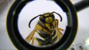 wasp magnifying glass wasp magnifying glass