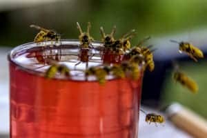 wasps drinking wasps drinking