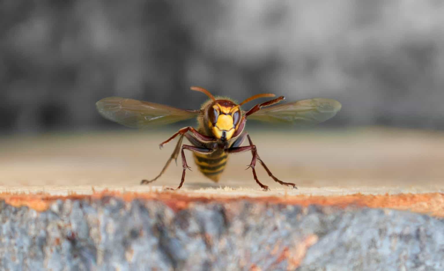5 Of The Most Aggressive Wasps Pointe Pest Control Chicago Pest Control And Exterminator