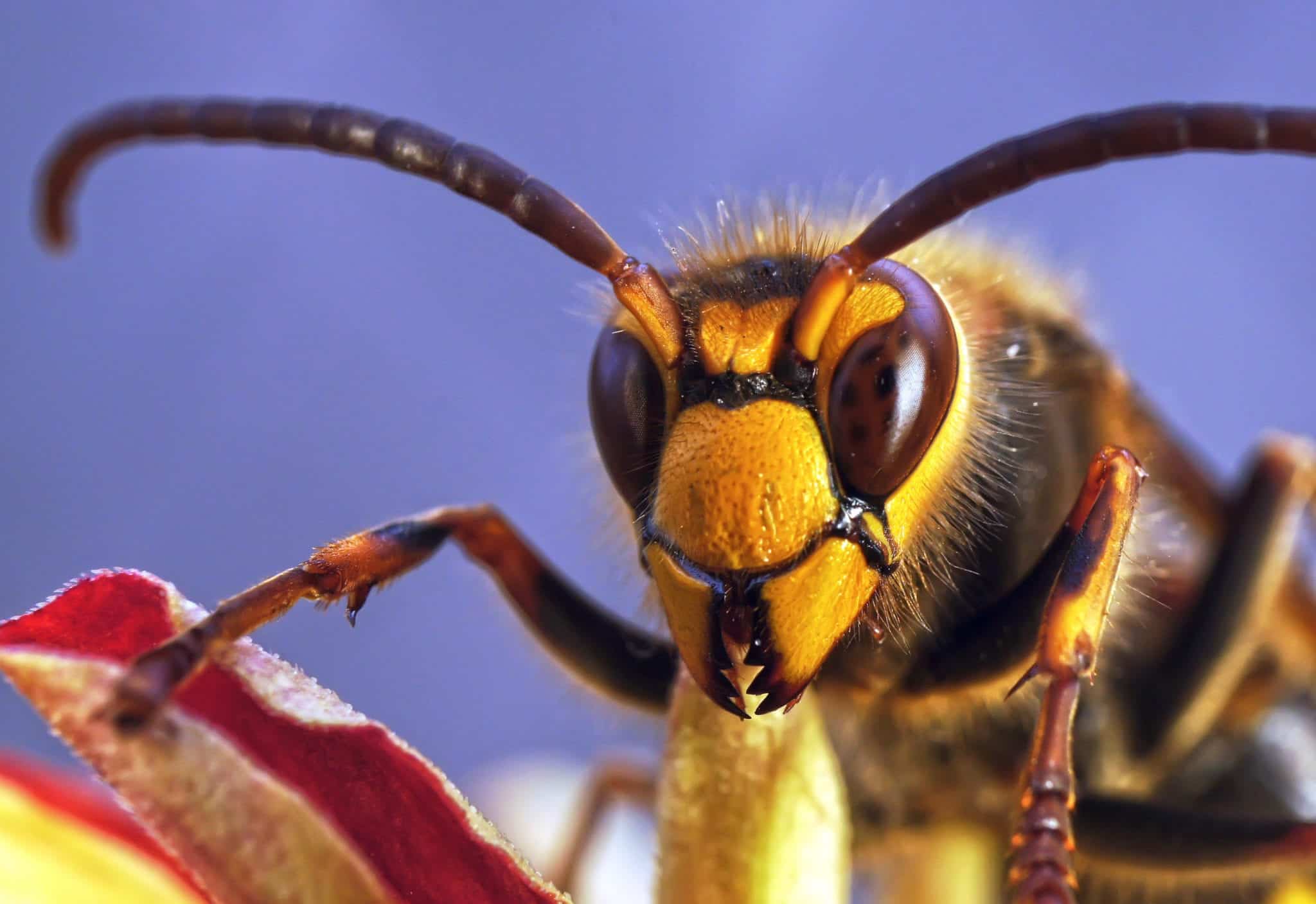 purple hornets wasps