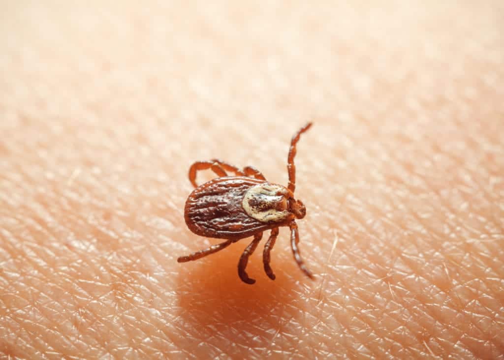 5 Most Common Ticks In Illinois Pointe Pest Control Chicago Pest Control And Exterminator