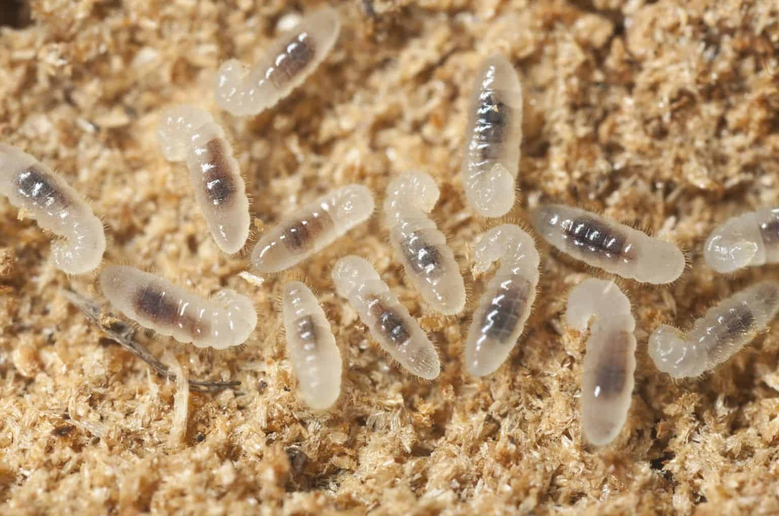 Личинки муравьиных паразитов