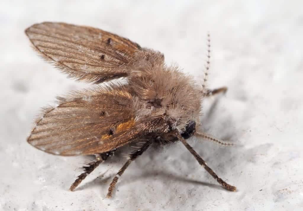 Moth flies or Drain flies - Plant & Pest Diagnostics