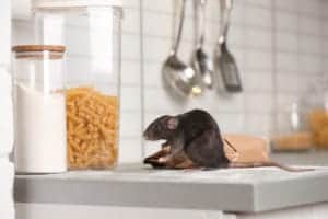 shutterstock 1538488628 Rat,Near,Gnawed,Bag,Of,Flour,On,Kitchen,Counter.,Household