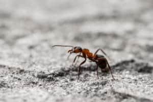 shutterstock 1583130895 Macro,Of,A,Single,Orange,Translucent,Ant,On,Gray,Ground.