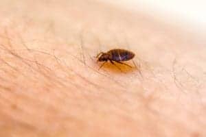 shutterstock 1672237120 Bed,Bug,Up,Close,On,Skin