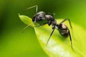 shutterstock 43381411 Black,Ant