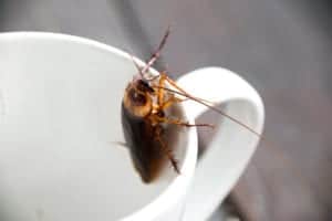 shutterstock 478394341 Close,Up,Cockroach,In,Mouth,White,Cup