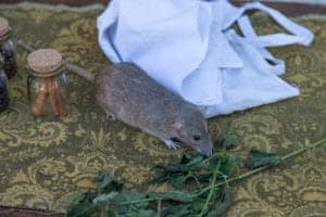 shutterstock 1036530655 Big,Medieval,Rat,On,A,Wizard,Table,With,White,Cloth