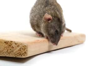 shutterstock 1137234671 A,Rat,Is,Chewing,On,A,Pine,Board,On,A