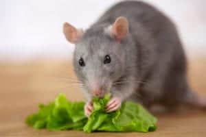 shutterstock 1505257208 A,Gray,Cute,Rat,Holds,In,Its,Paws,A,Green