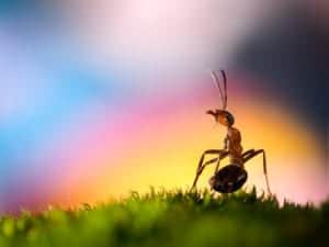 shutterstock 535089343 Beautiful,Big,Ant,On,The,Background,Of,The,Rainbow.,The