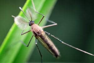 shutterstock 550576786 The,Male,Mosquito