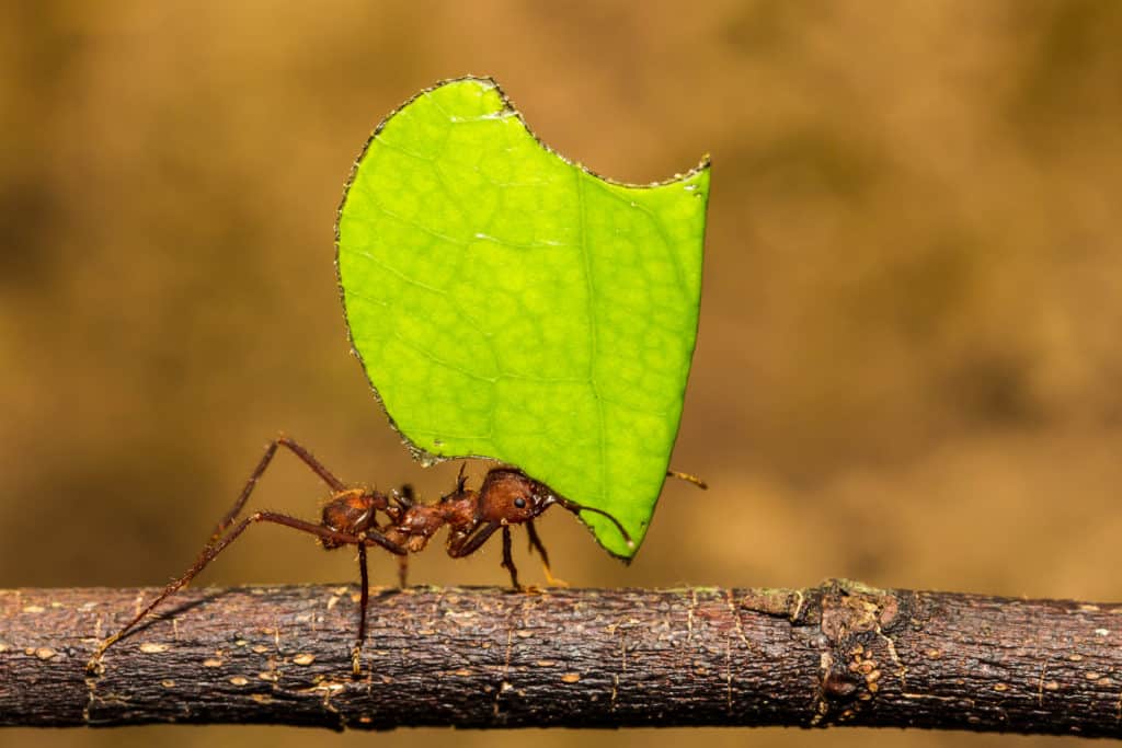 shutterstock 1586035720 3 Surprisingly Strong Insects