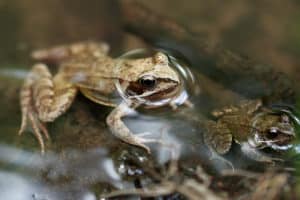 shutterstock 1767606659 Common,Brown,Frog,Or,European,Grass,Frog,(rana,Temporaria),In