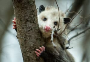 shutterstock 266906945 Close,Up,Of,An,Opossum,In,A,Tree