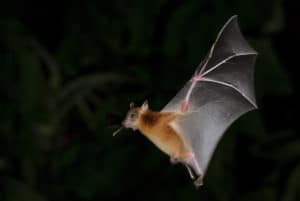 shutterstock 573073945 Bat,,Greater,Shortnosed,Fruit,Bat,Flying,At,Night.