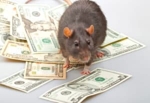 shutterstock 59070268 Funny,Rat,Accountant,Standing,Over,American,Dollars