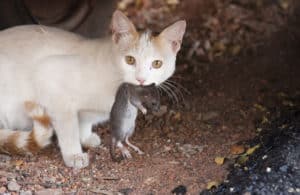 shutterstock 72317179 A,Cat,With,A,Rat