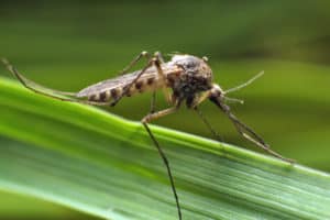 shutterstock 1056979622 Mosquito,Resting,On,Green,Grass.,Male,And,Female,Mosquitoes,Feed